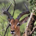 Amboseli National Park