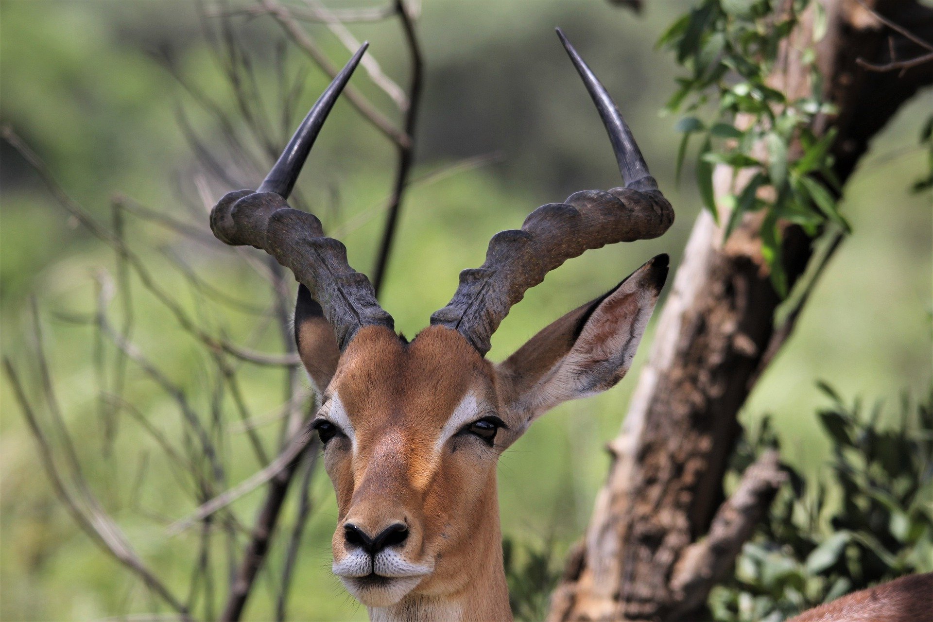 Amboseli National Park