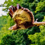 7 Days Birding Tour in Uganda