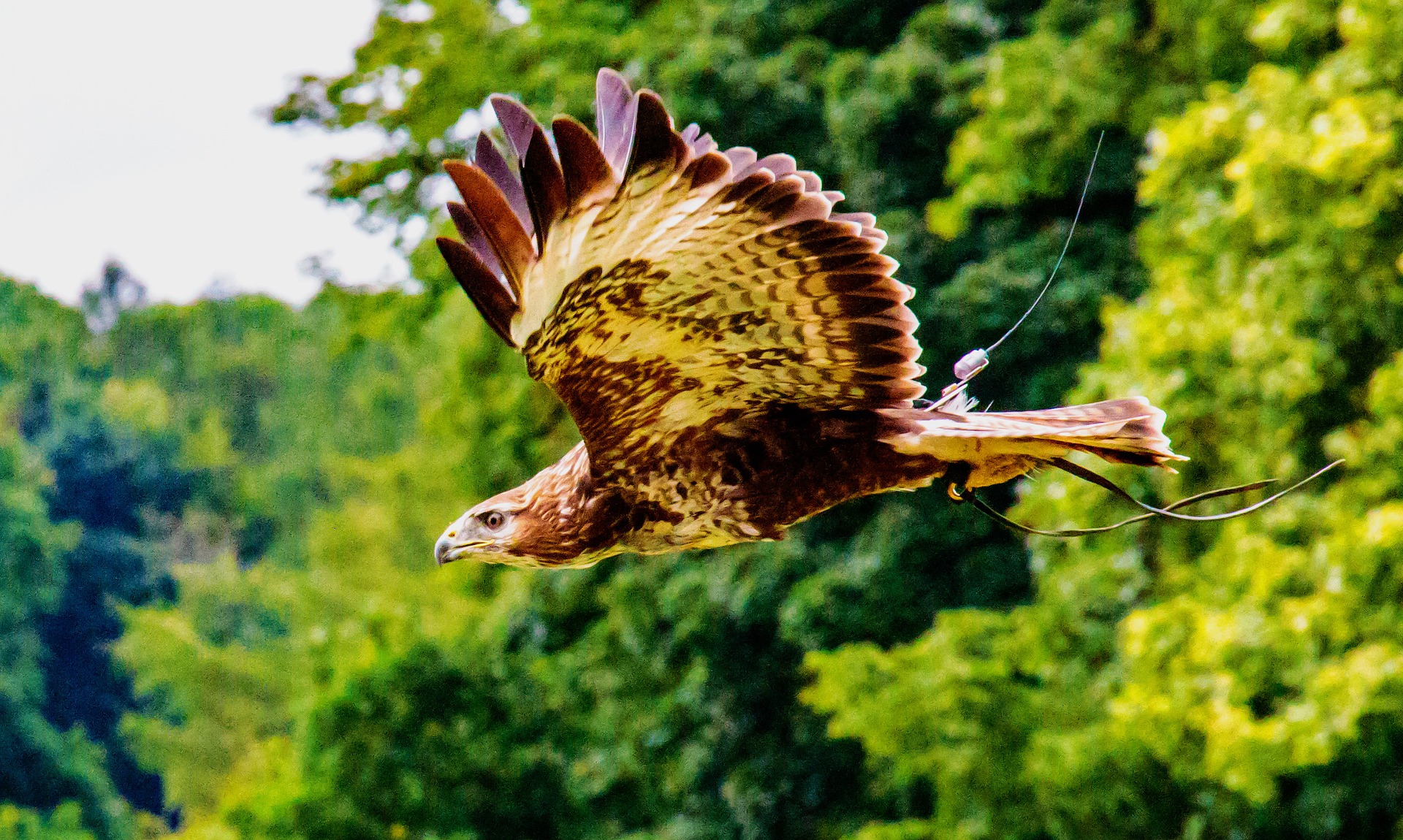 7 Days Birding Tour in Uganda