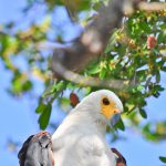 Best birding locations in Uganda