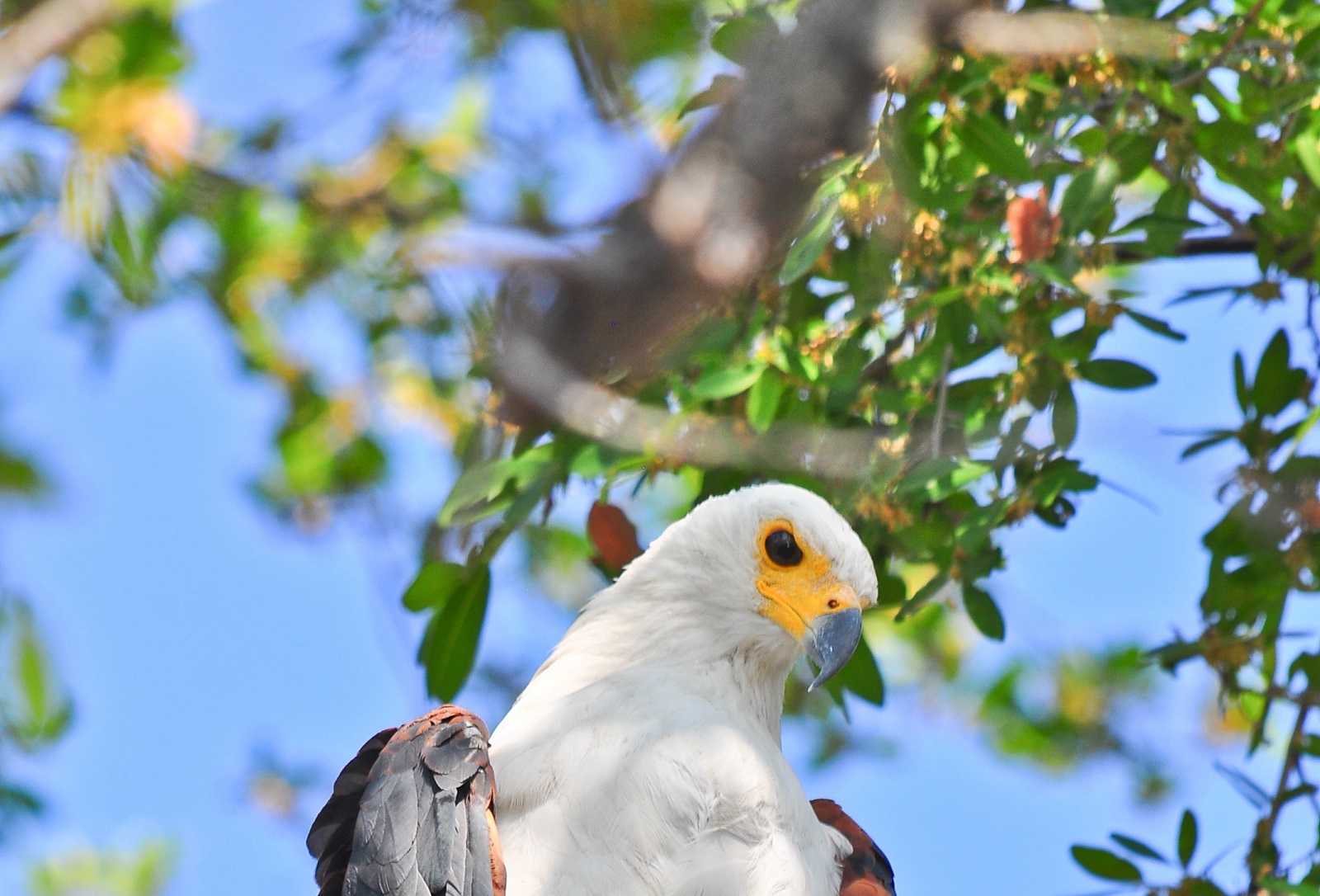 Best birding locations in Uganda