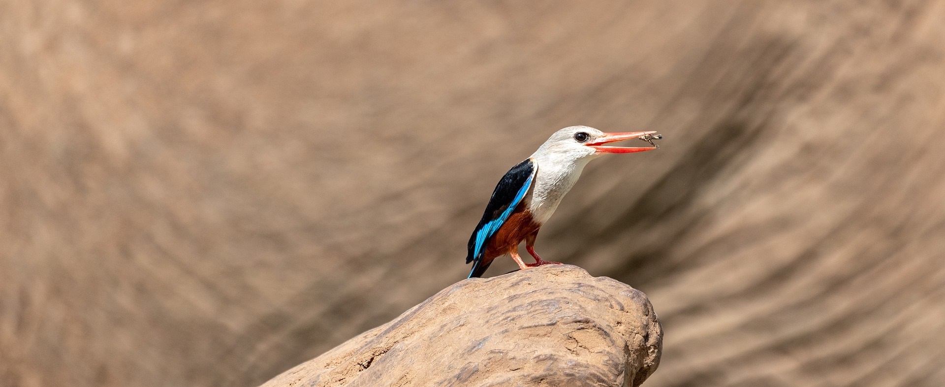 22 Days Grand Birding Safari through Uganda