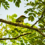 15 Days Best Birding Safari in Uganda
