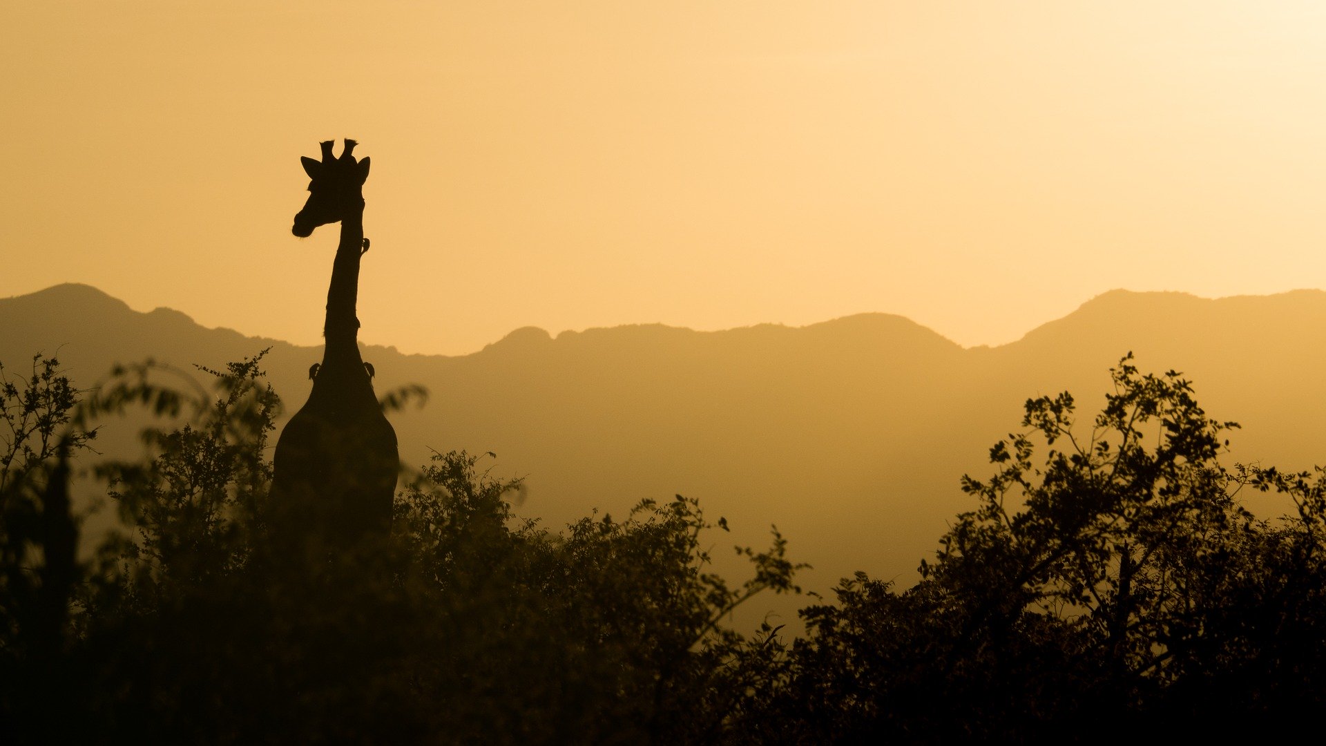 5 Days Uganda Gorillas & Wildlife Safari