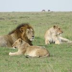 10 Days Uganda & Congo Adventure Safari