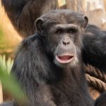 Chimpanzee Trekking in Kibale Forest Uganda