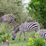 9 Days Uganda Rwanda Safari Holiday