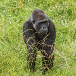 Kahuzi-Biega National Park