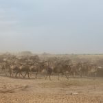 8 Days Exclusive Great Migration Safari