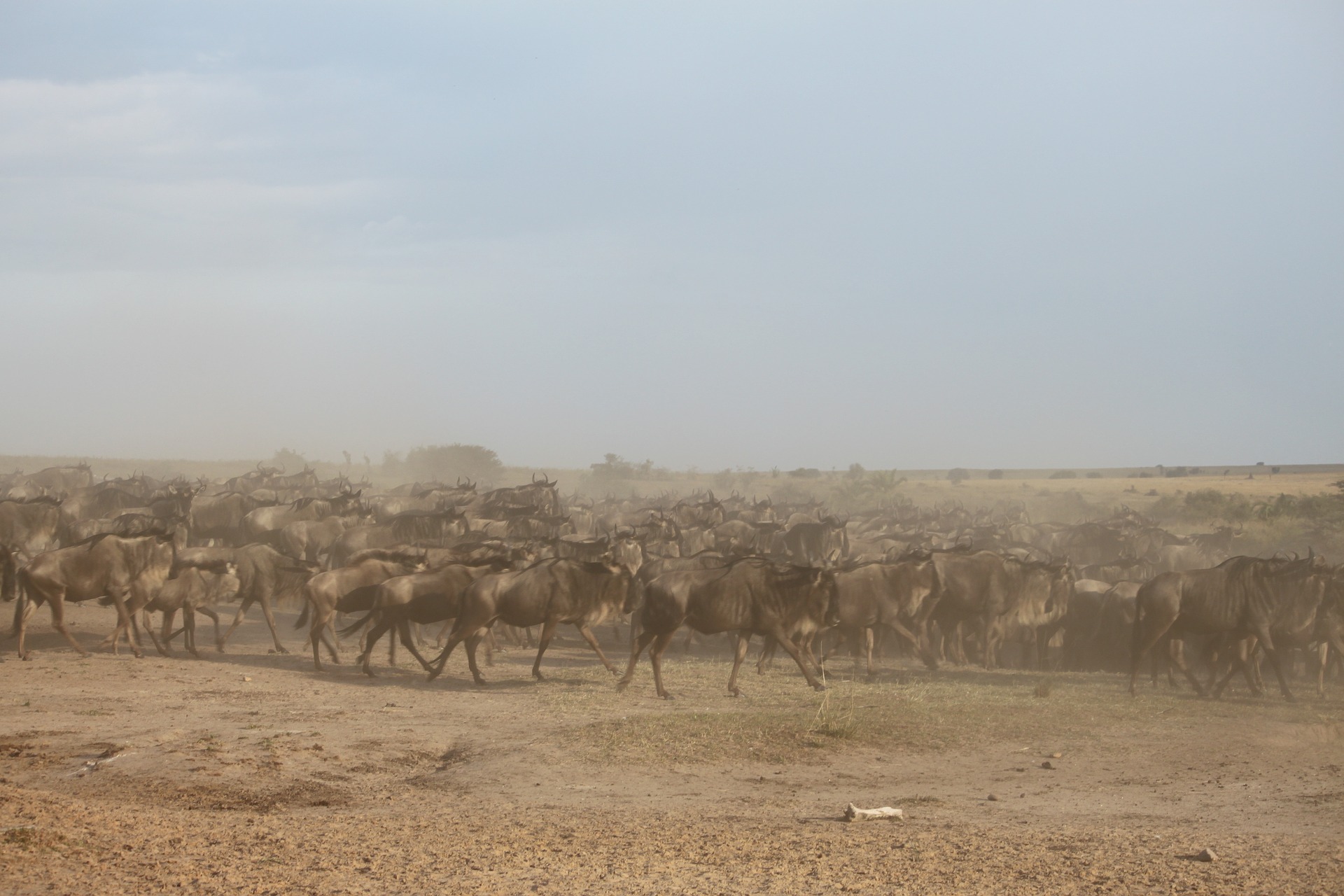 8 Days Exclusive Great Migration Safari