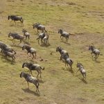 Best Wildebeest Migration Months