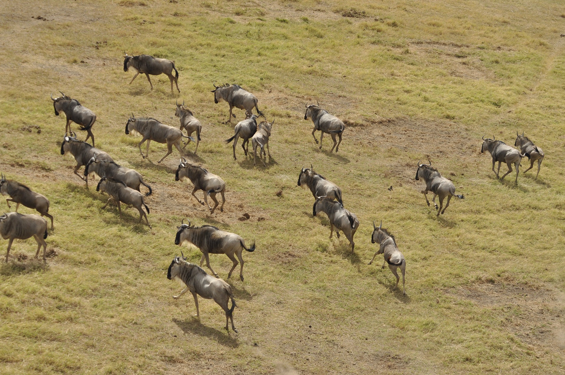 Best Wildebeest Migration Months