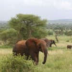 Tarangire National Park