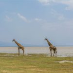 Lake Manyara National Park