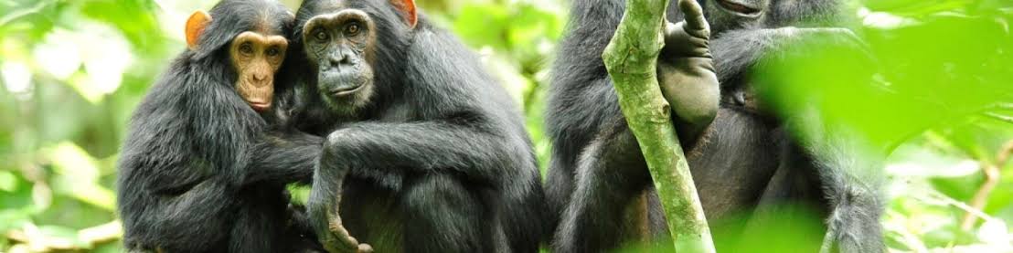 Nyungwe chimpanzees