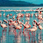 Lake Nakuru National Park
