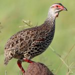 Clapperton's francolin