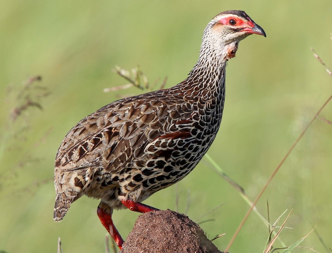 Clapperton's francolin