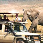 Wildlife safari vehicle