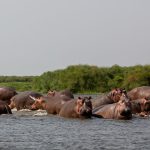 12 Days Uganda wildlife photography safari