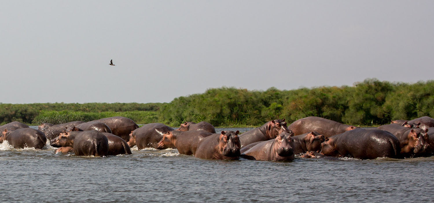 12 Days Uganda wildlife photography safari