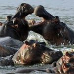 6 days chimpanzee and wildlife safari
