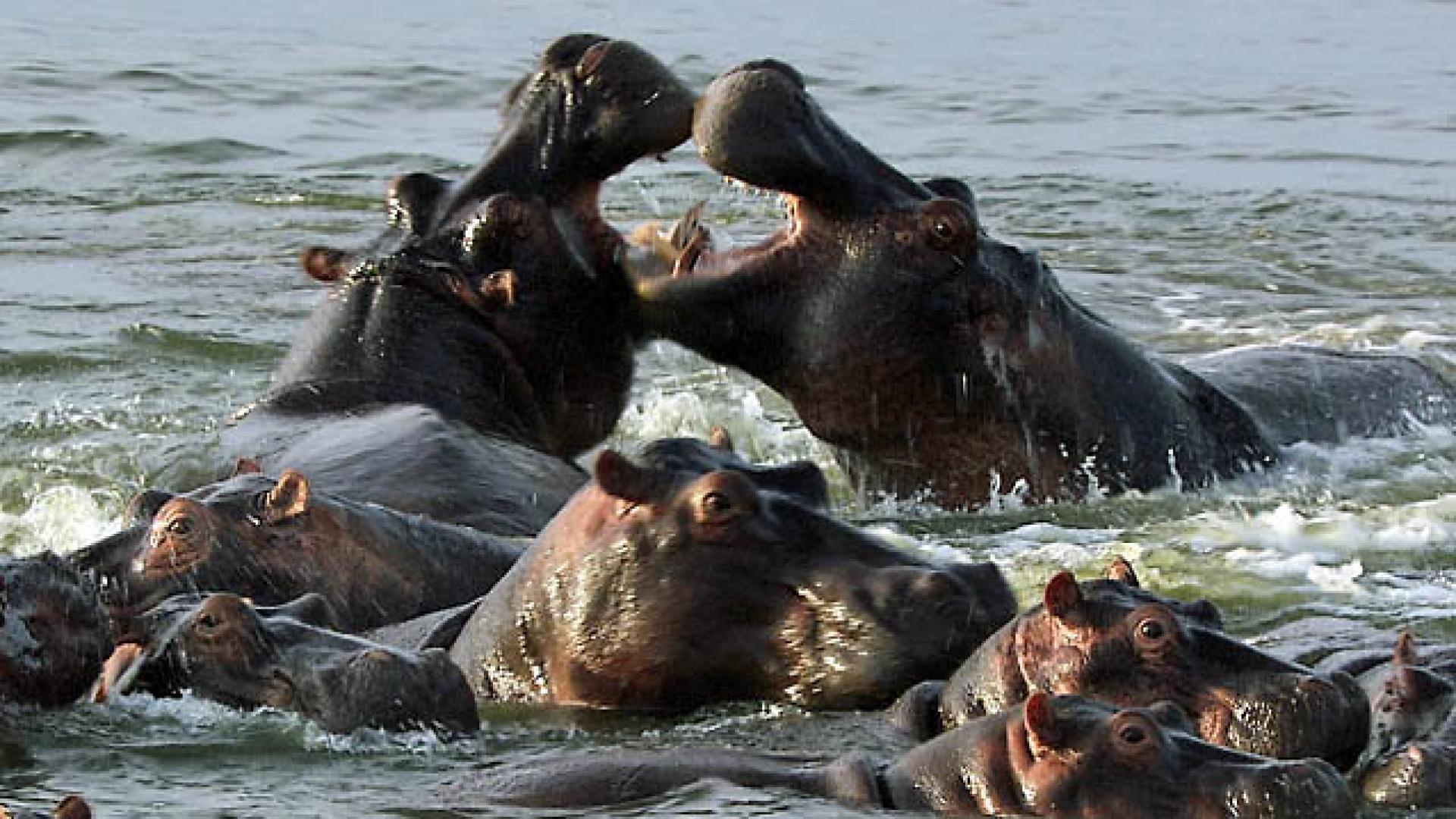 6 days chimpanzee and wildlife safari