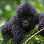 9 days gorilla trekking adventure in Uganda