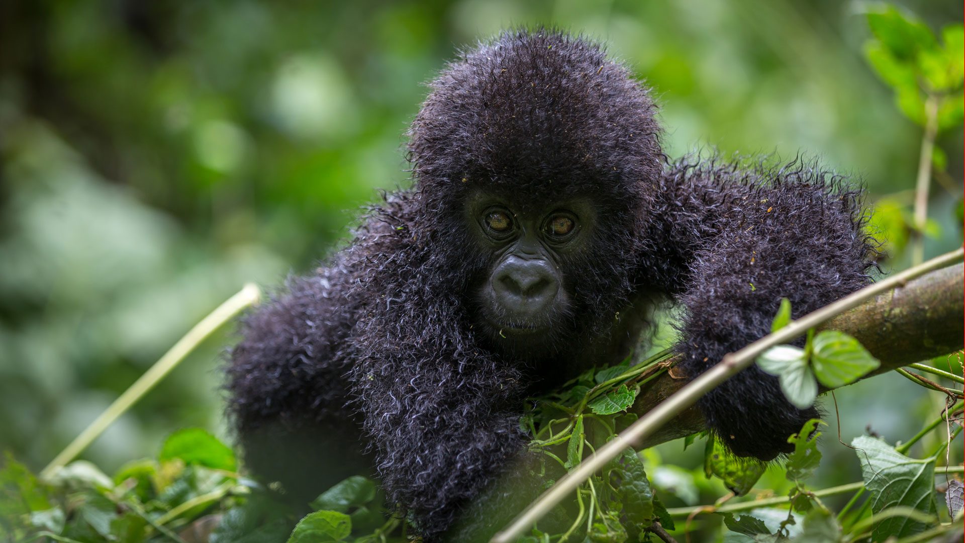 9 days gorilla trekking adventure in Uganda