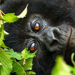 Virunga Conservation Area