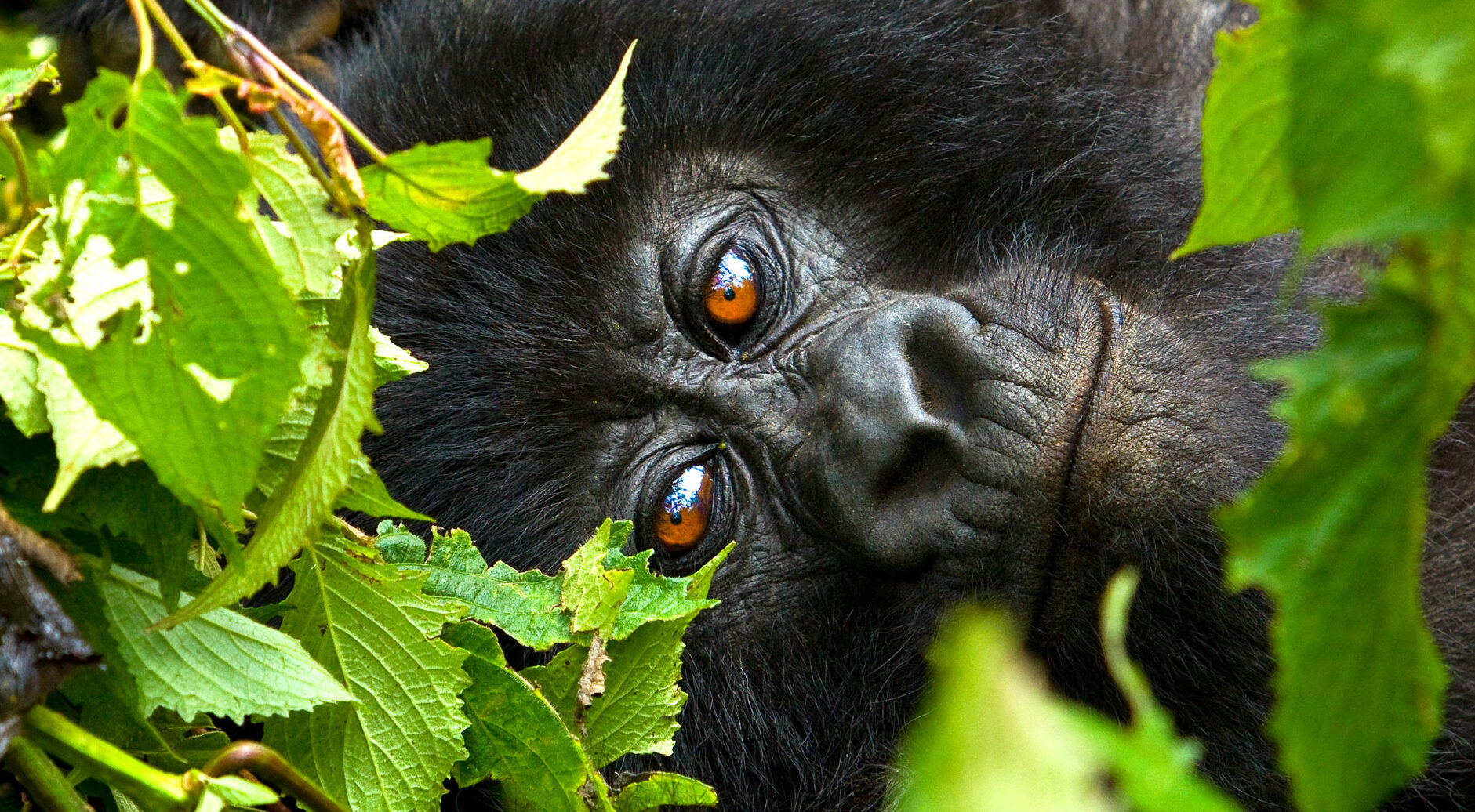 Virunga Conservation Area
