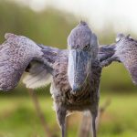 shoebill tour in mabamba wetland