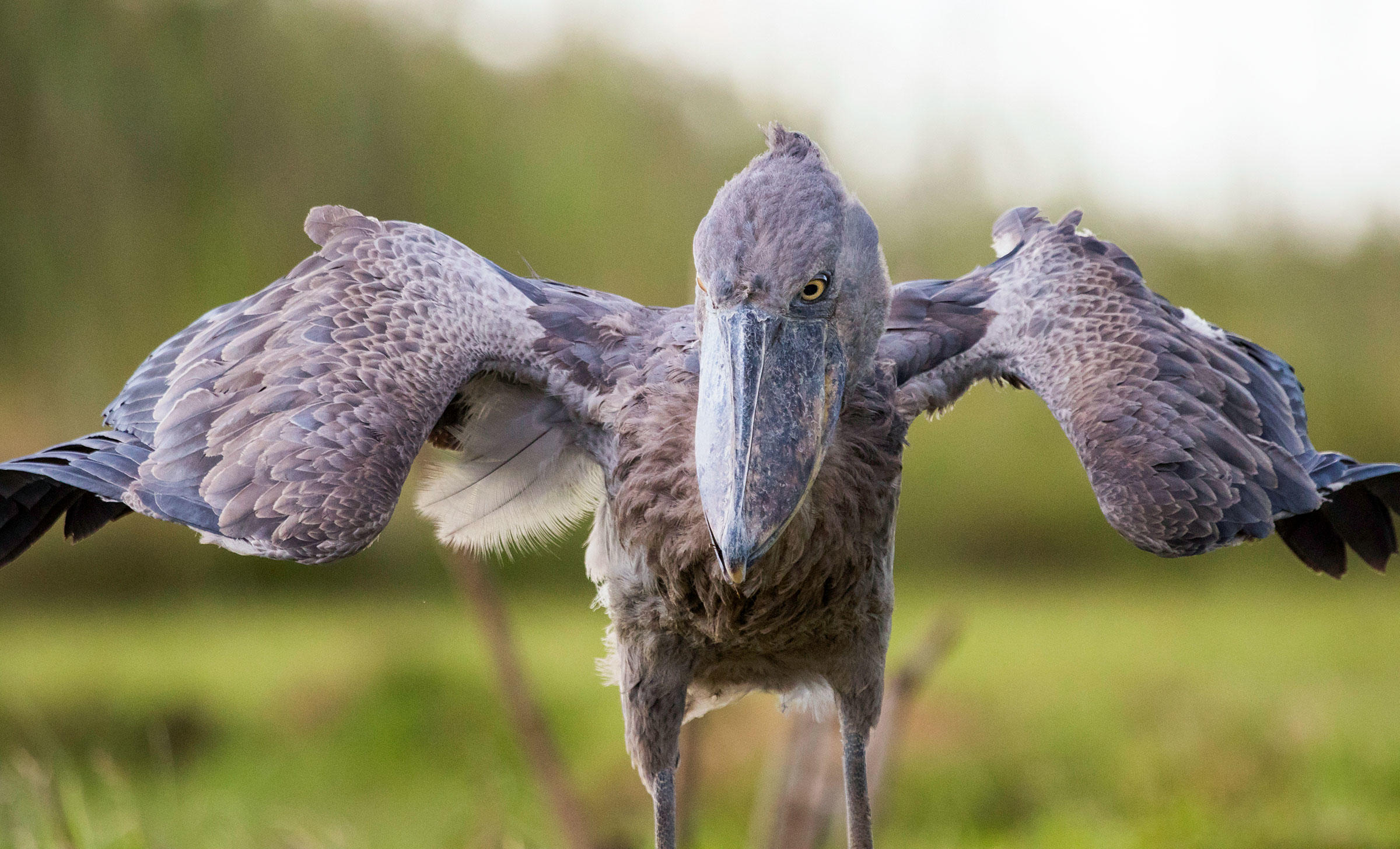 shoebill tour in mabamba wetland