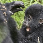 15 days Best of Uganda vacation.
