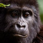 18 Days Uganda gorilla safari