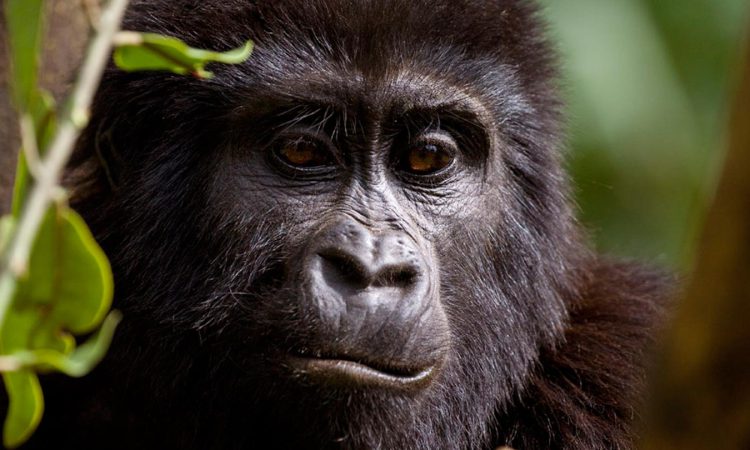 18 Days Uganda gorilla safari