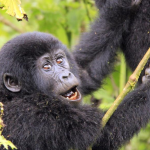 3 Days Mgahinga Gorilla safari