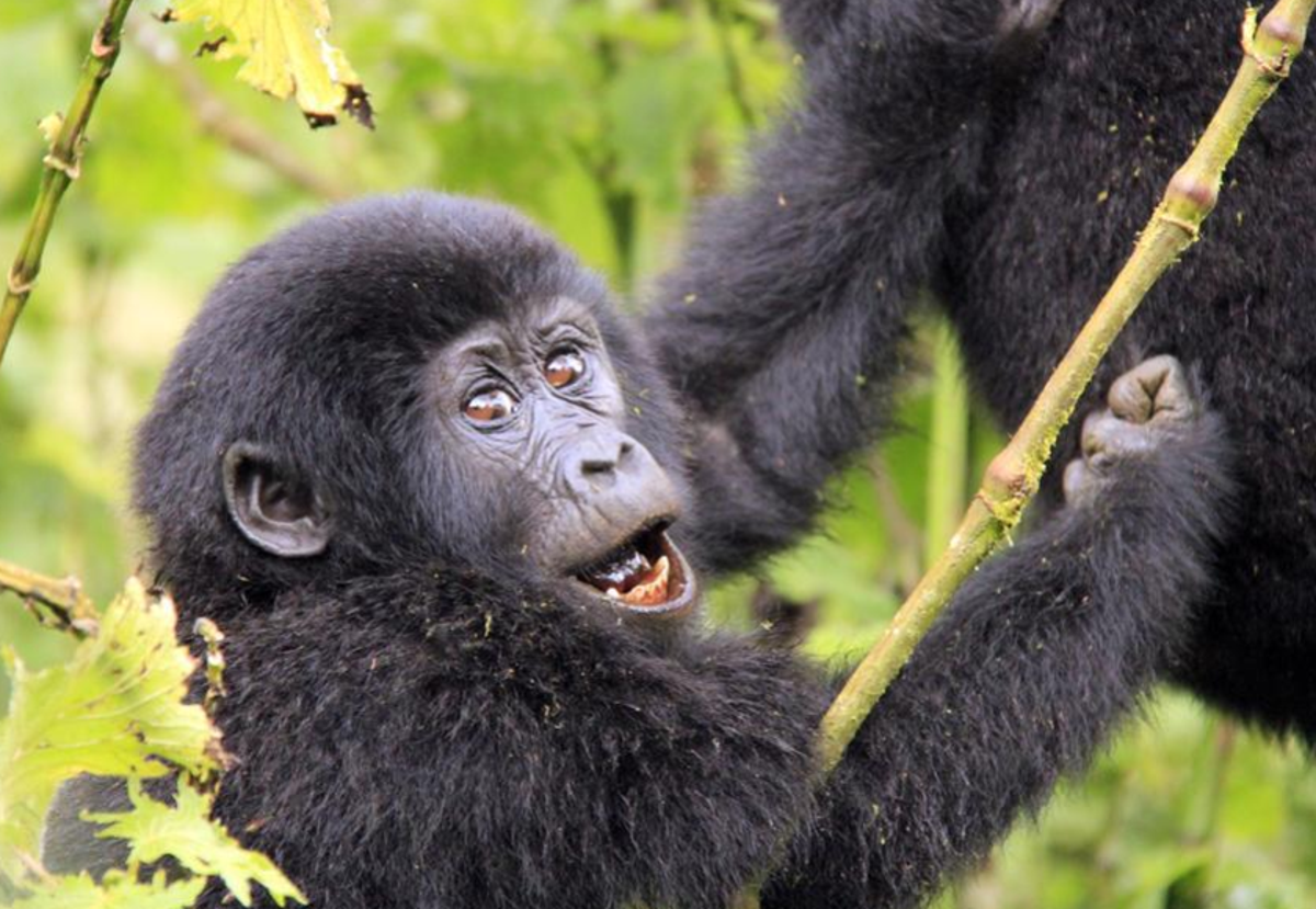 3 Days Mgahinga Gorilla safari
