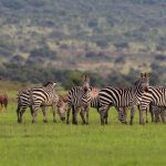7 Days Rwanda Group Safari