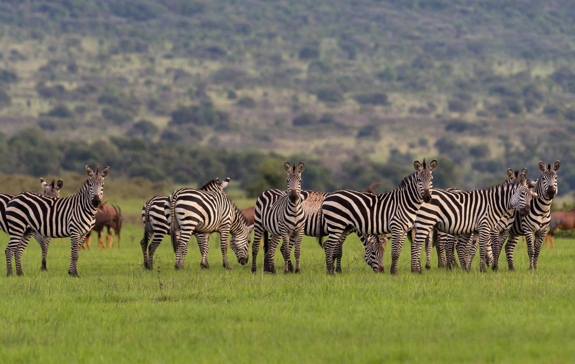 7 Days Rwanda Group Safari
