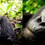 About mountain gorillas