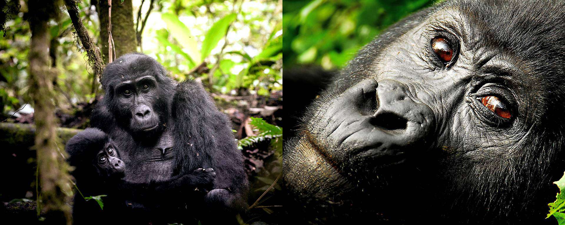 About mountain gorillas
