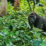 Gorilla Families in Kahuzi-Biega national park