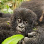 Gorilla families in Virunga National Park