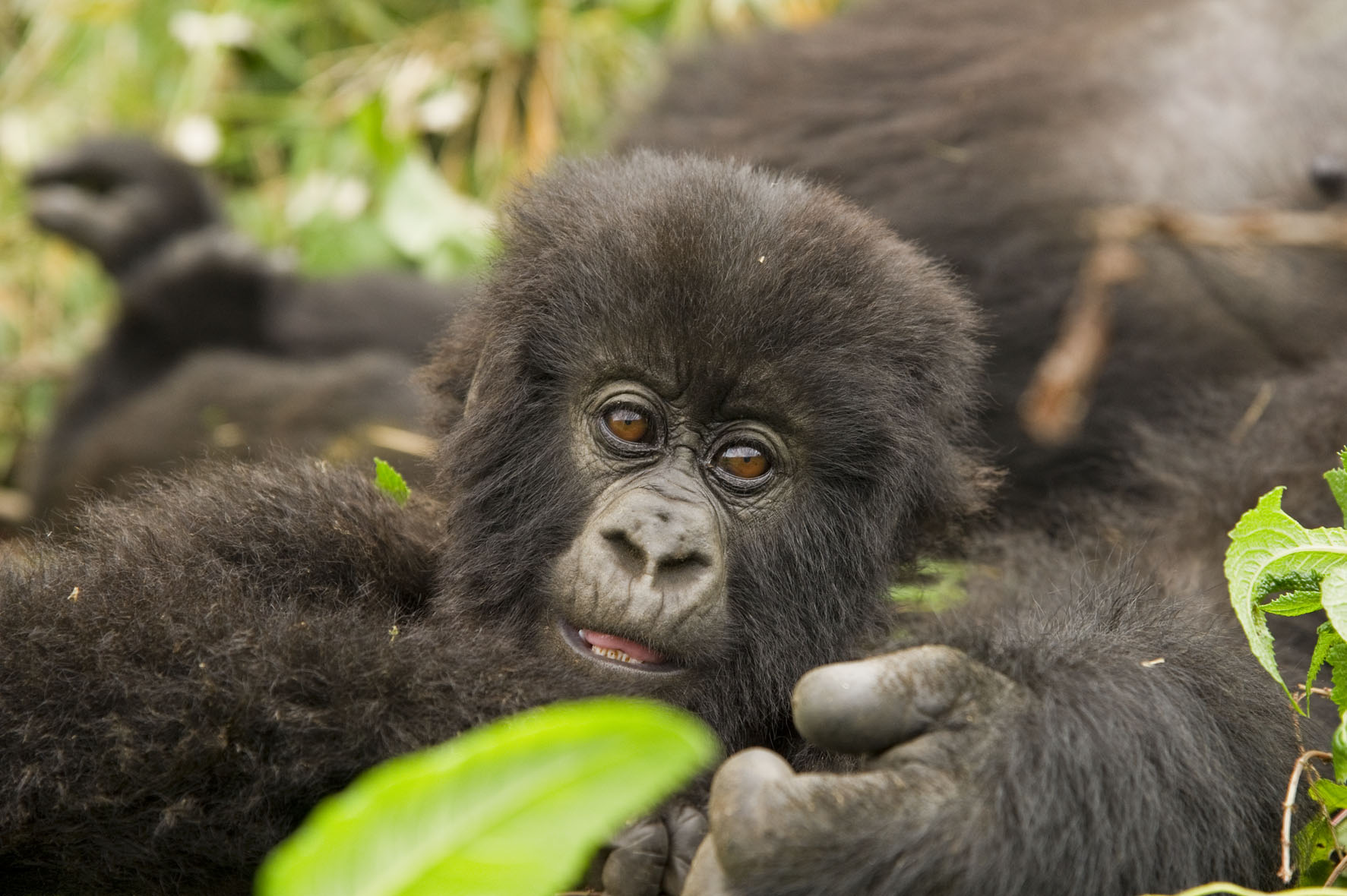 Gorilla families in Virunga National Park