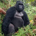 Gorilla families in Volcanoes National Park