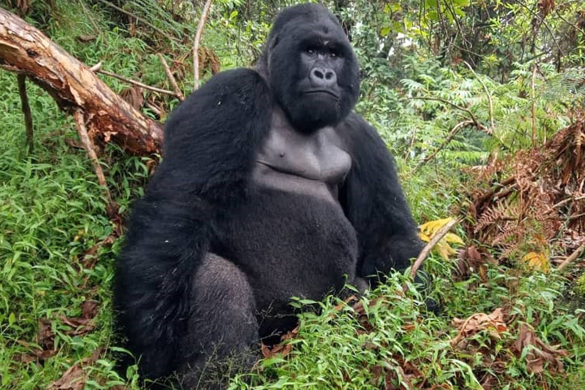 Gorilla families in Volcanoes National Park