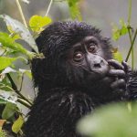 Group safaris in D.R. Congo