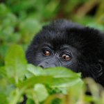 Luxury Gorilla trekking in Congo